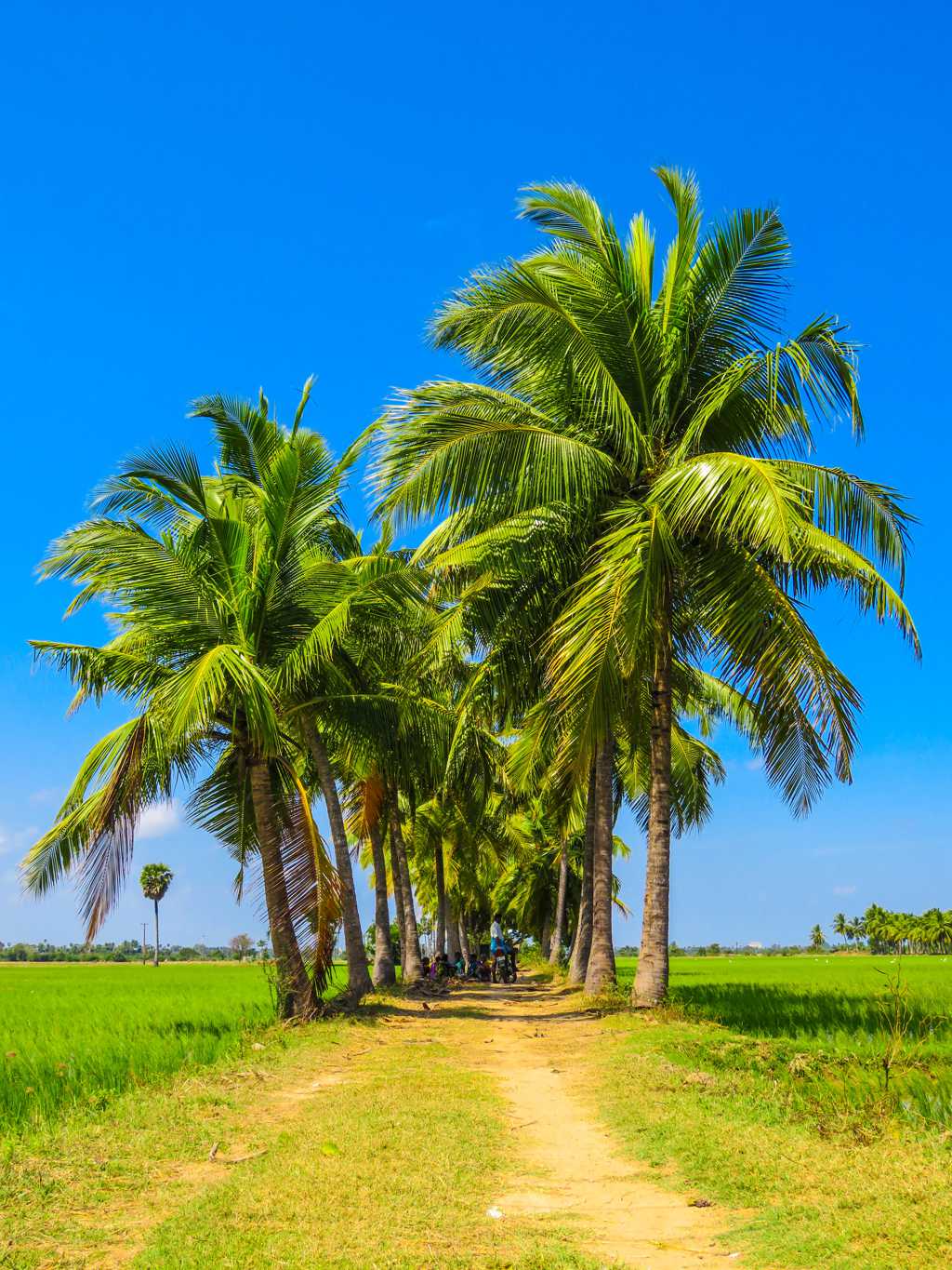 夏日蓝天下的椰树图片