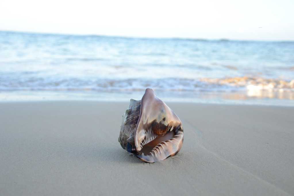 小清爽海滩海螺图片