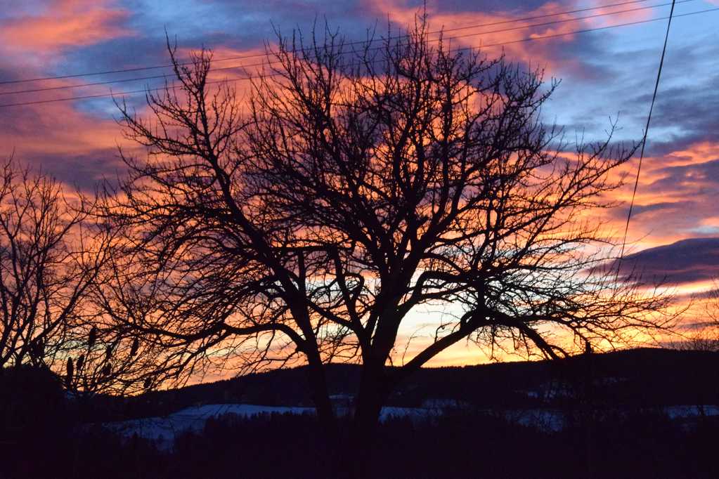 日落下的枯树剪影图片