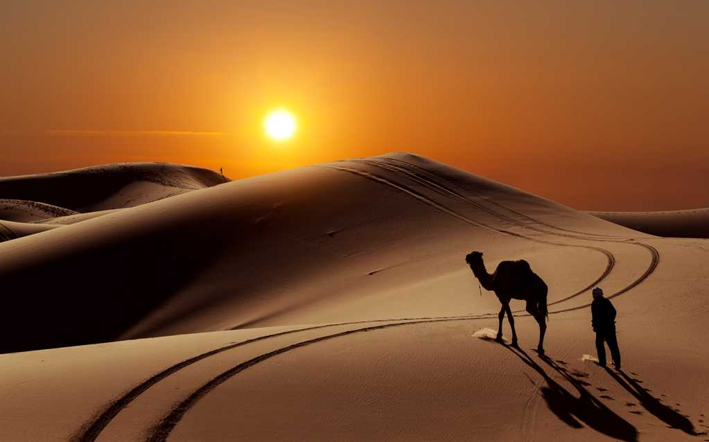 戈壁上的骆驼剪影图片