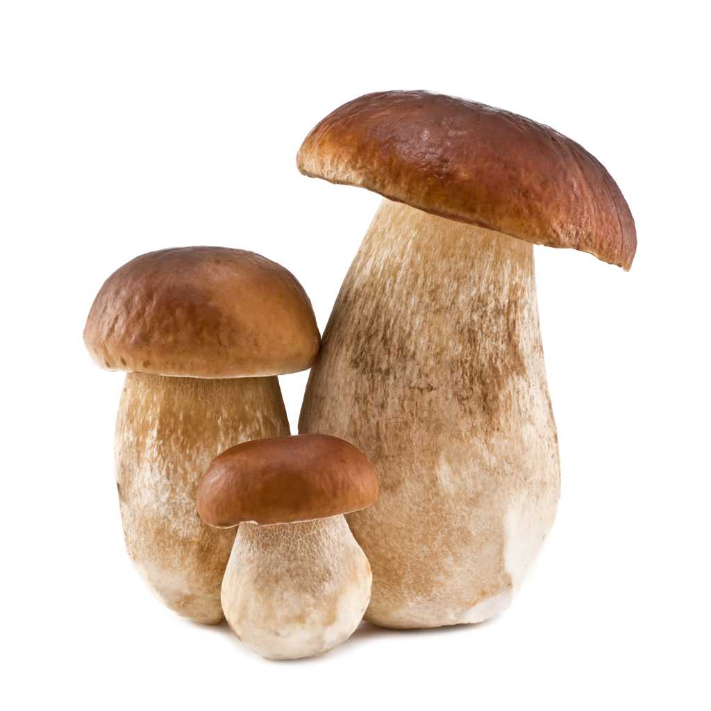 新鲜的蘑菇图片