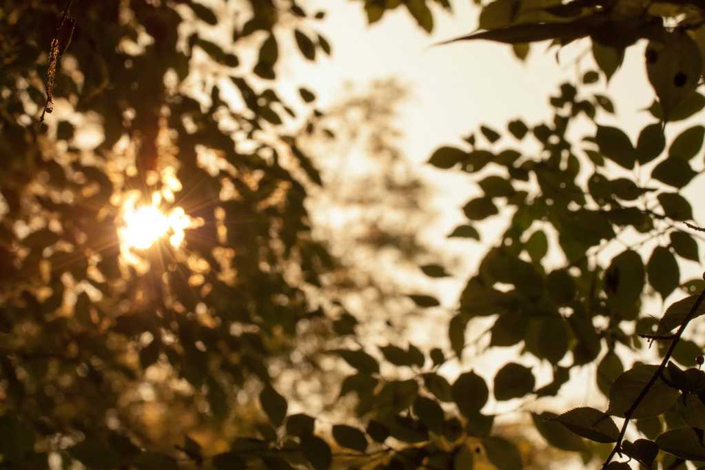 柔美的阳光透过树叶图片