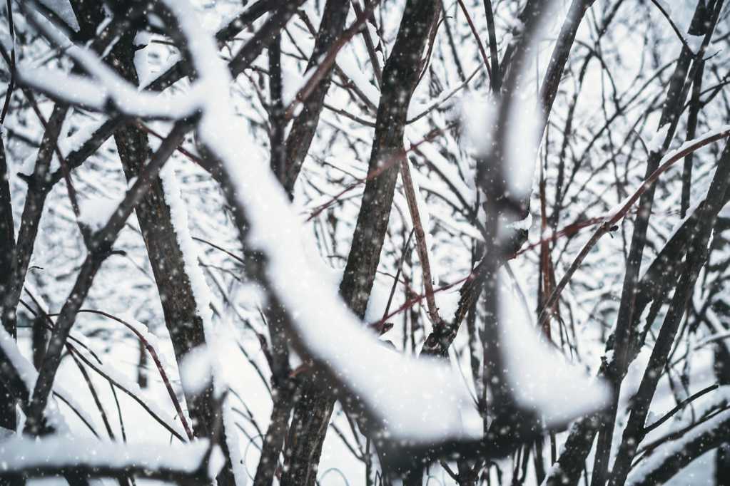 冬季树干上的积雪图片