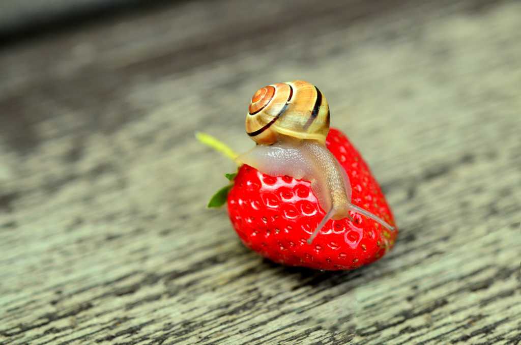 草莓上的蜗牛图片