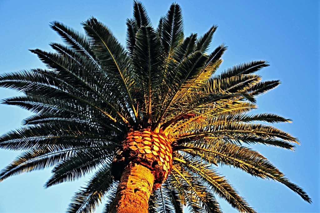 茂盛的棕榈树