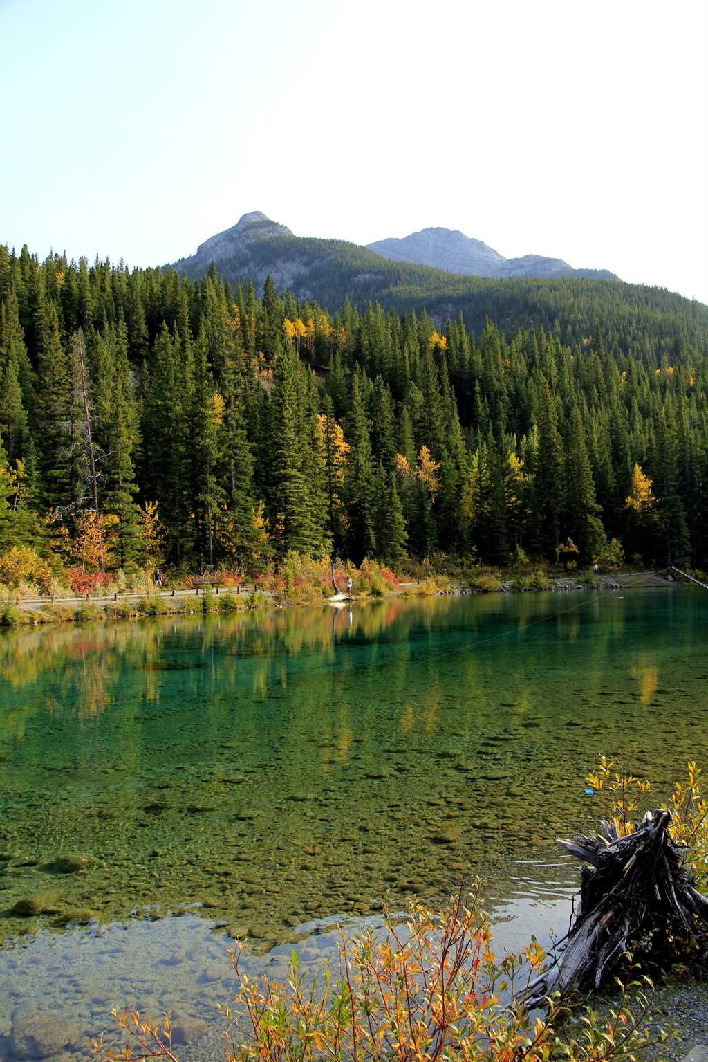 加拿大阿尔伯塔山林秋景图片
