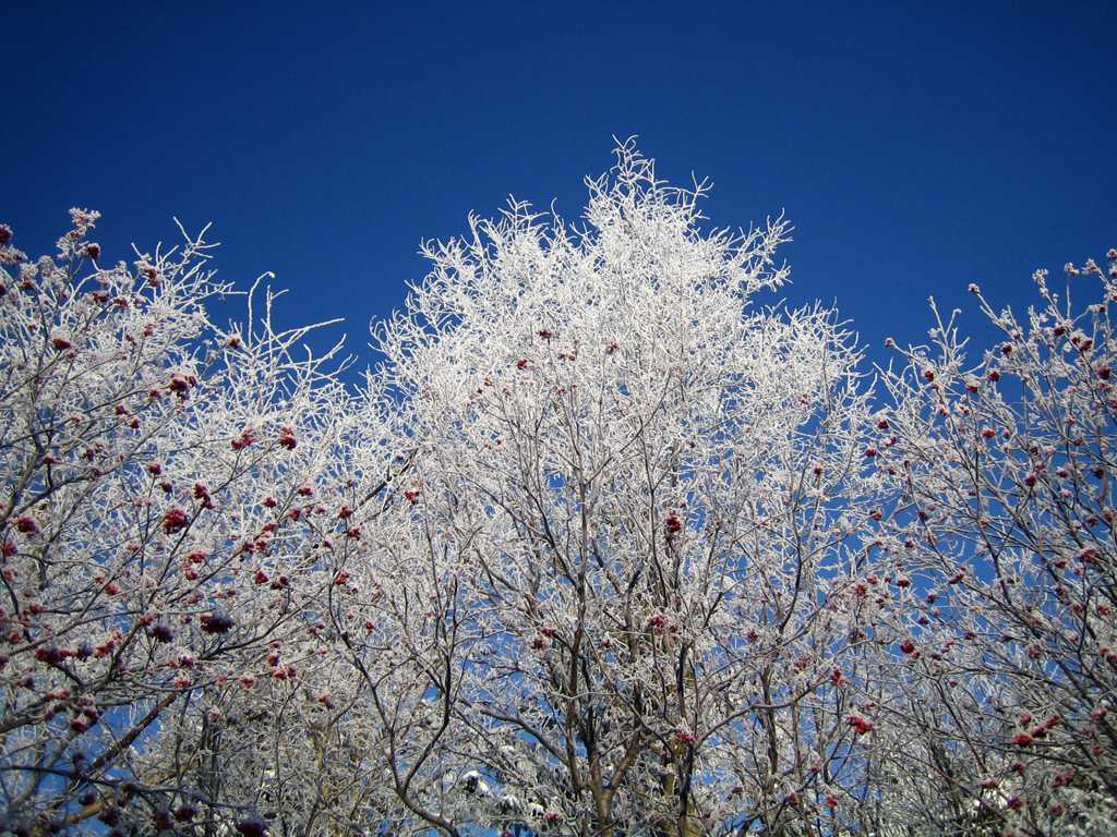 冰霜覆盖的树木图片