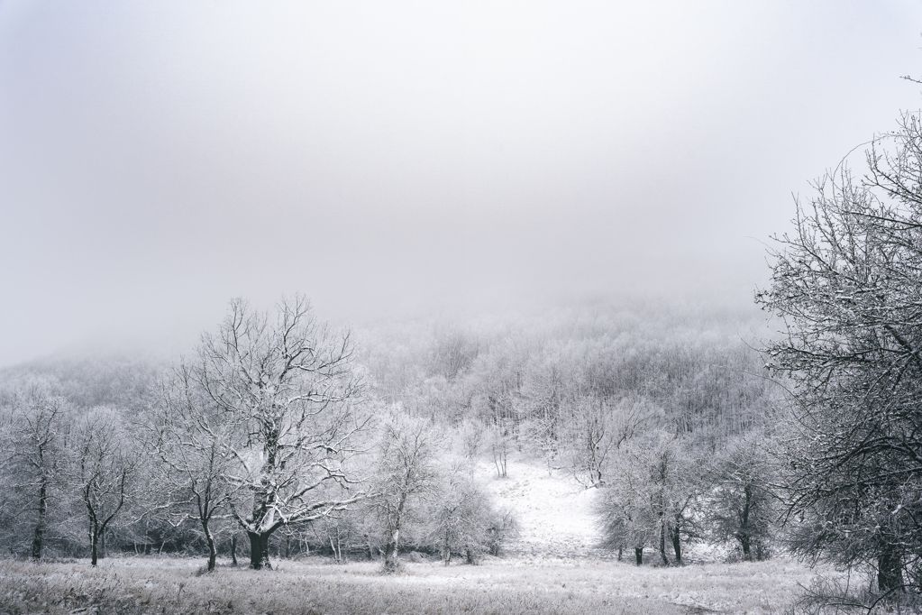 冬天雾凇景色图片
