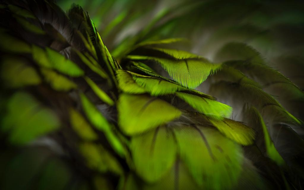 羽毛微距绿色电脑壁纸