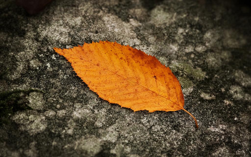 秋天的叶子Mac壁纸
