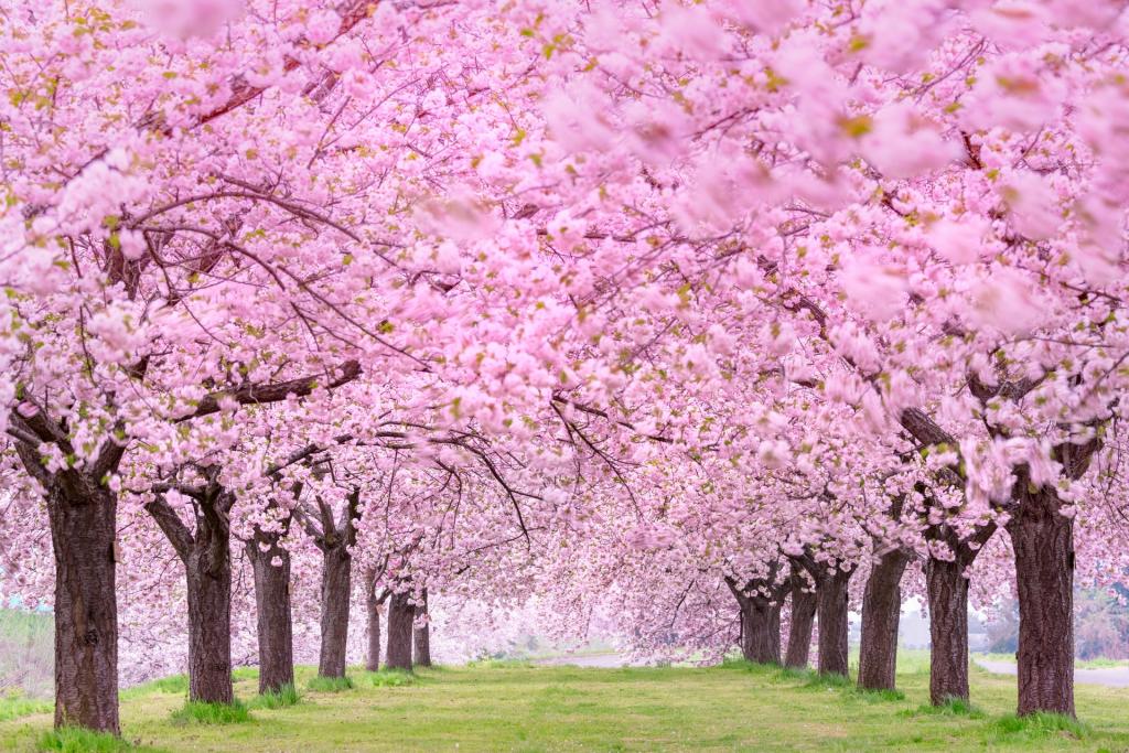 粉色樱花树林梦幻唯美写真