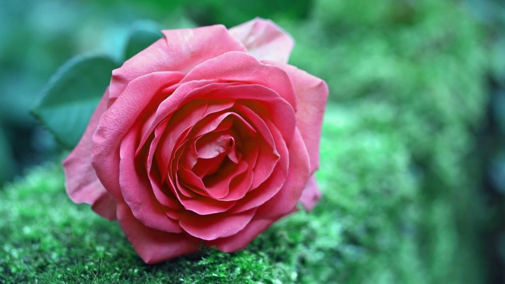粉红玫瑰在草地上的Mac壁纸