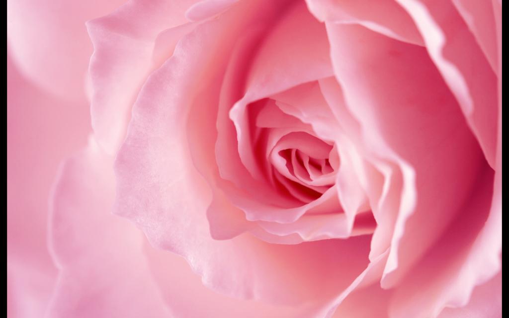 淡粉色玫瑰宏观Mac壁纸