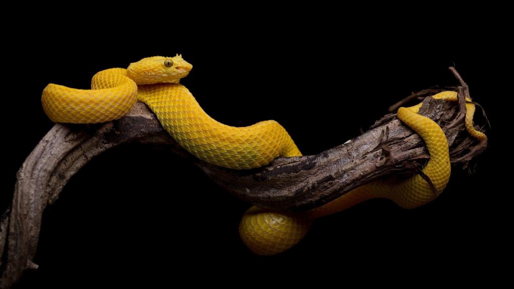 黄色毒蛇盘踞在朽木上