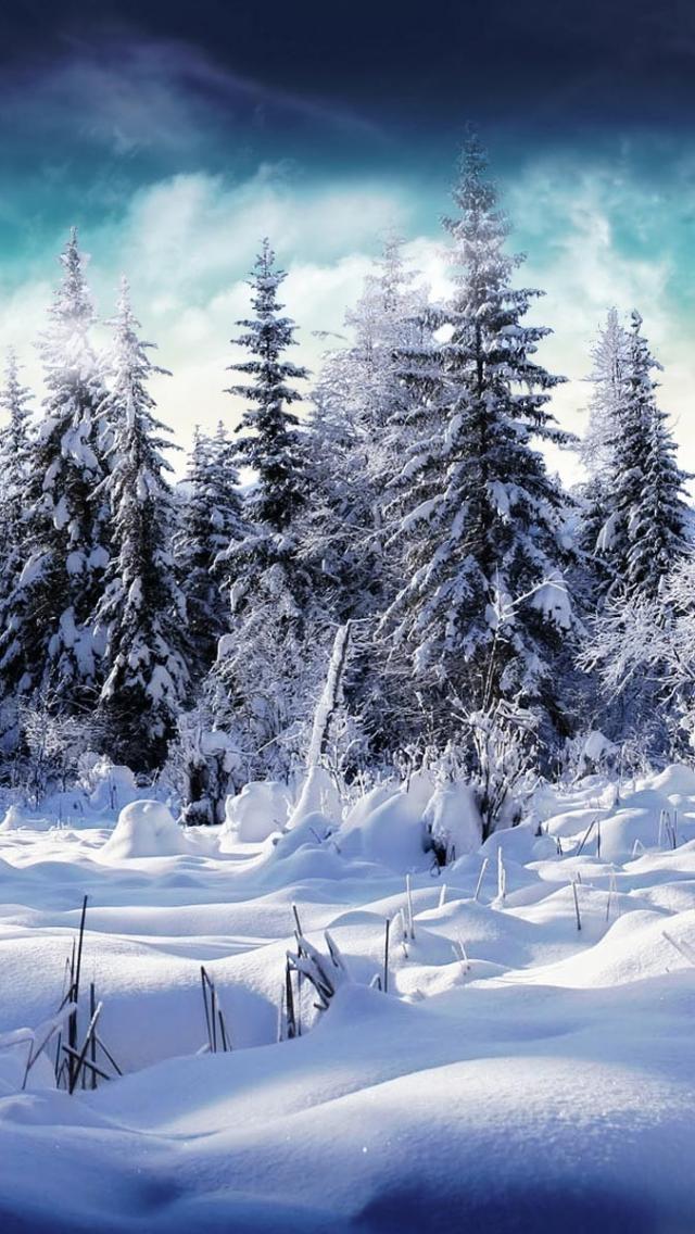 白雪皑皑的森林iPhone 5壁纸