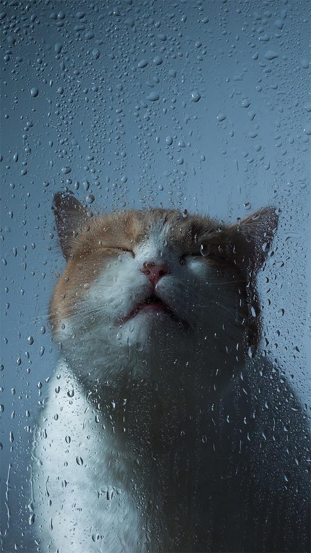 猫对湿窗口iPhone 5壁纸