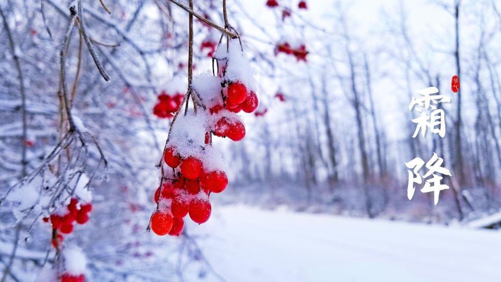 二十四节气霜降鲜红浆果