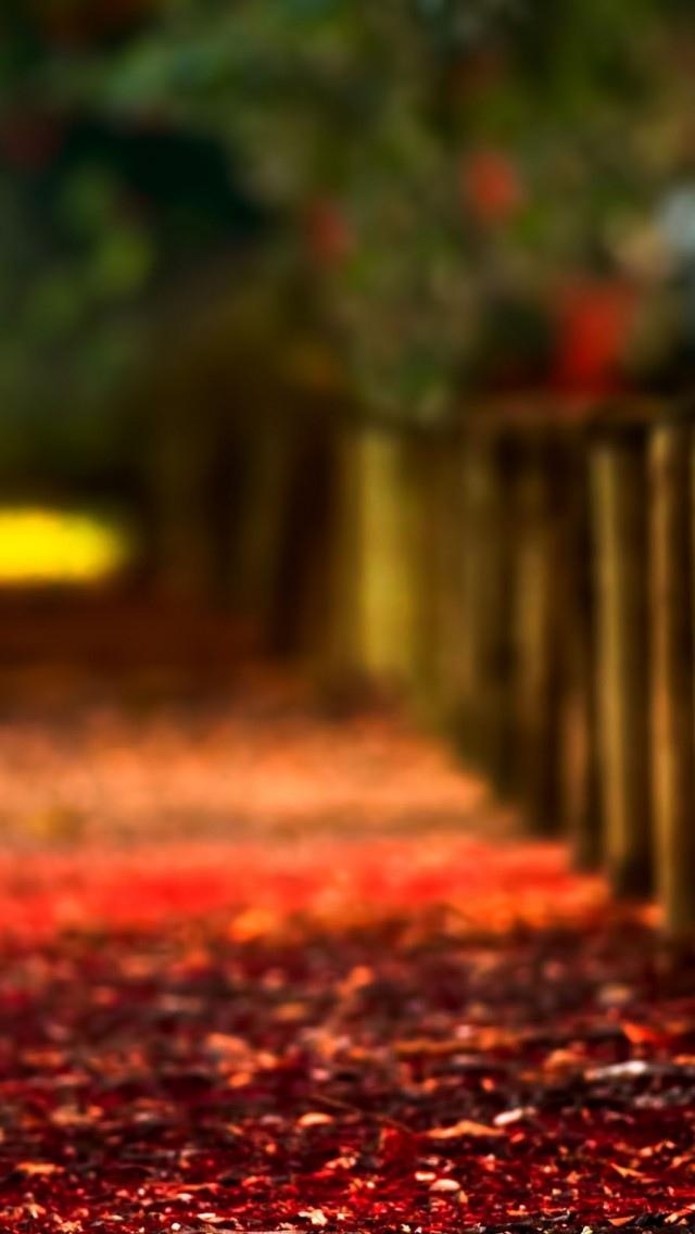 秋天的篱笆红枫叶地面地毯iPhone 5壁纸