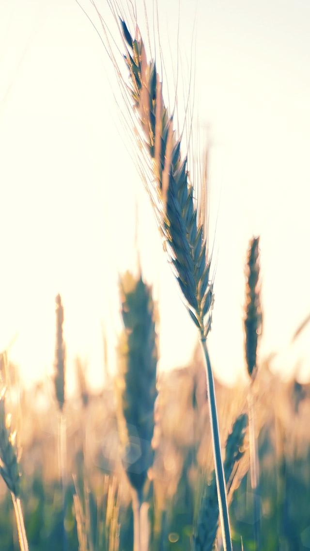 小麦植物iPhone 5壁纸