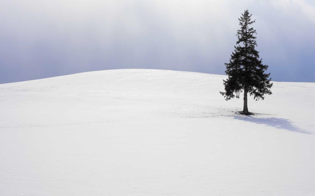 孤树冬季Mac壁纸