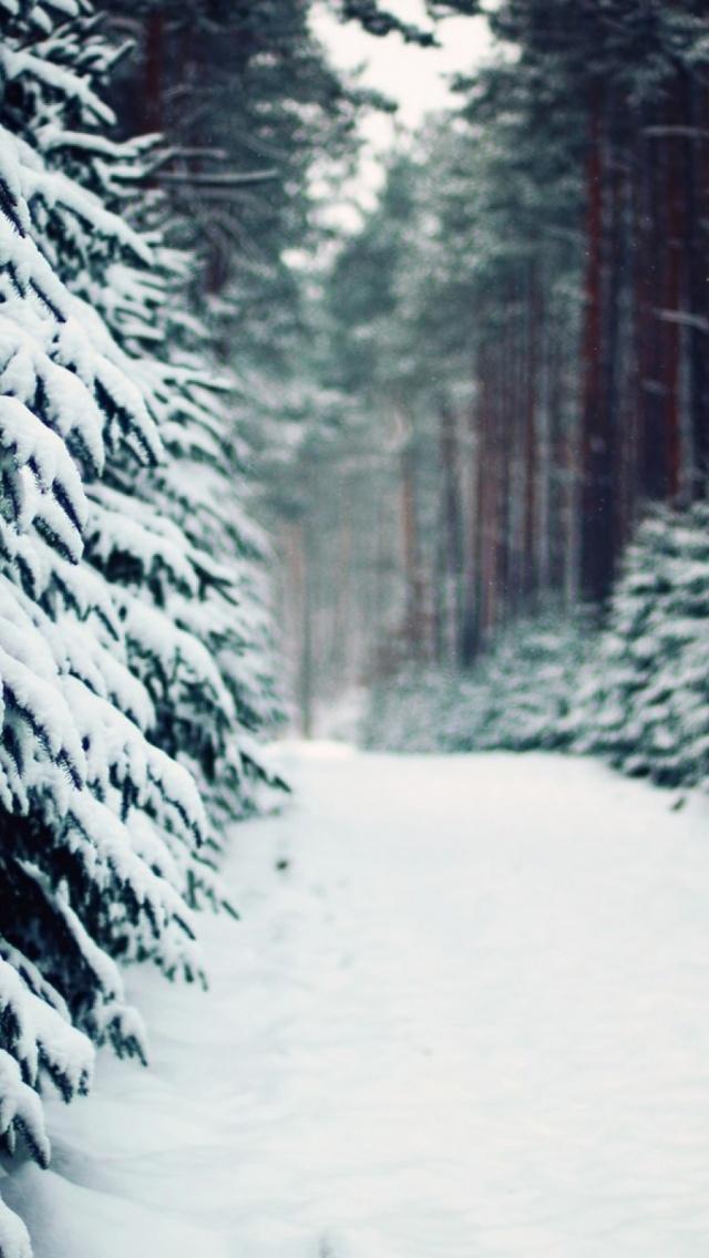 冬季森林路径iPhone 5壁纸
