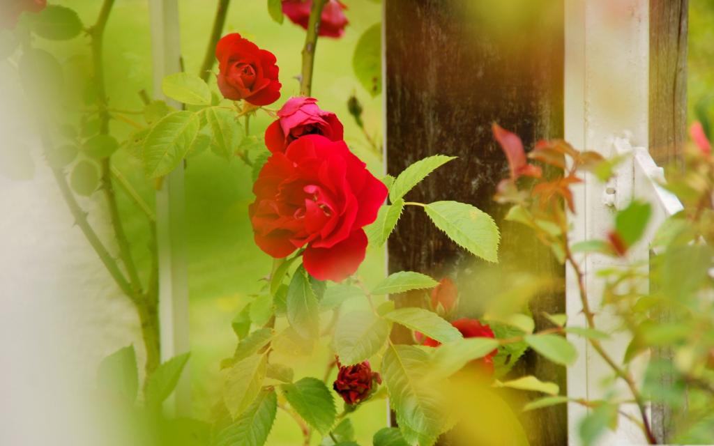 红玫瑰Rosarium乌得勒支Mac壁纸