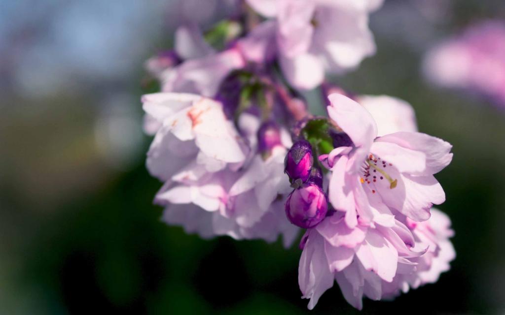紫色的春天的花朵Mac壁纸