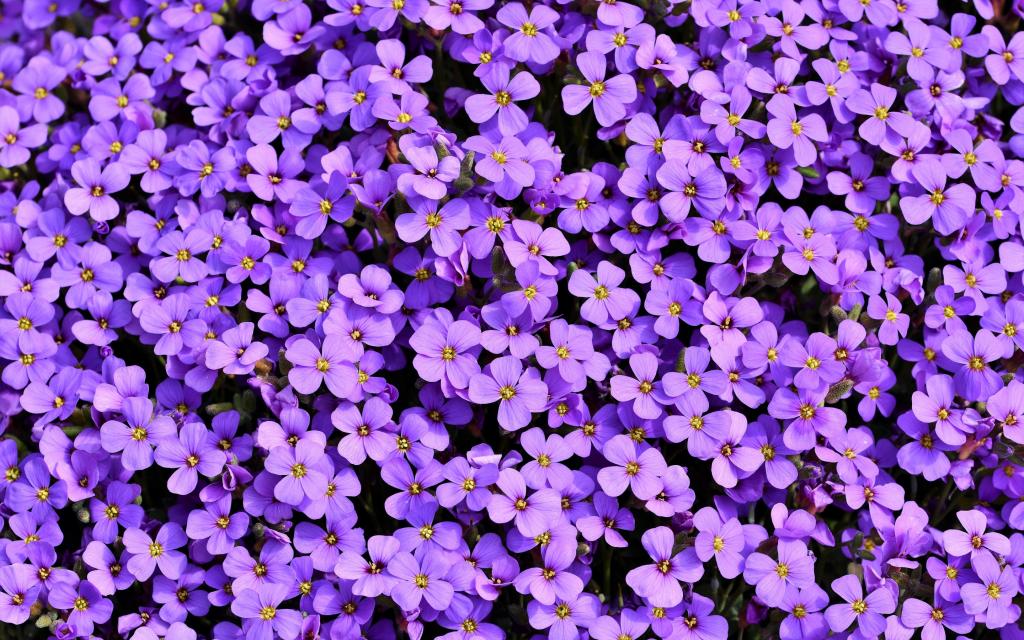 鲜艳的紫色南庭芥