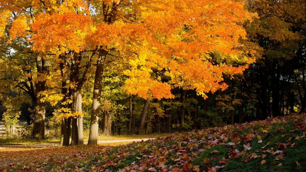 秋天树木Mac壁纸