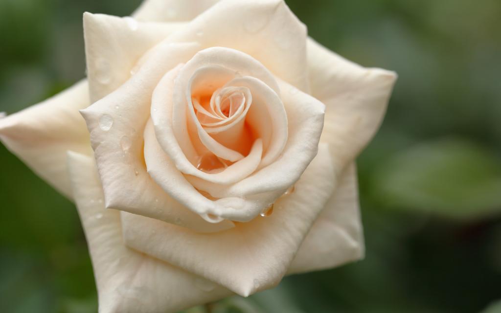 浪漫的白色玫瑰