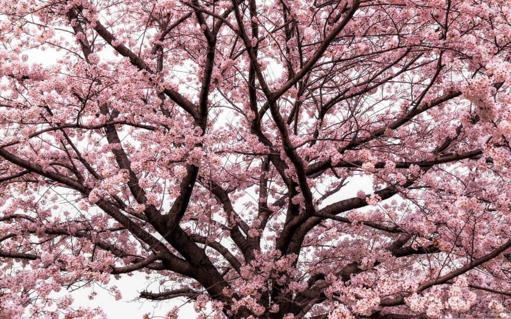 软粉红日本樱花树开花Mac壁纸