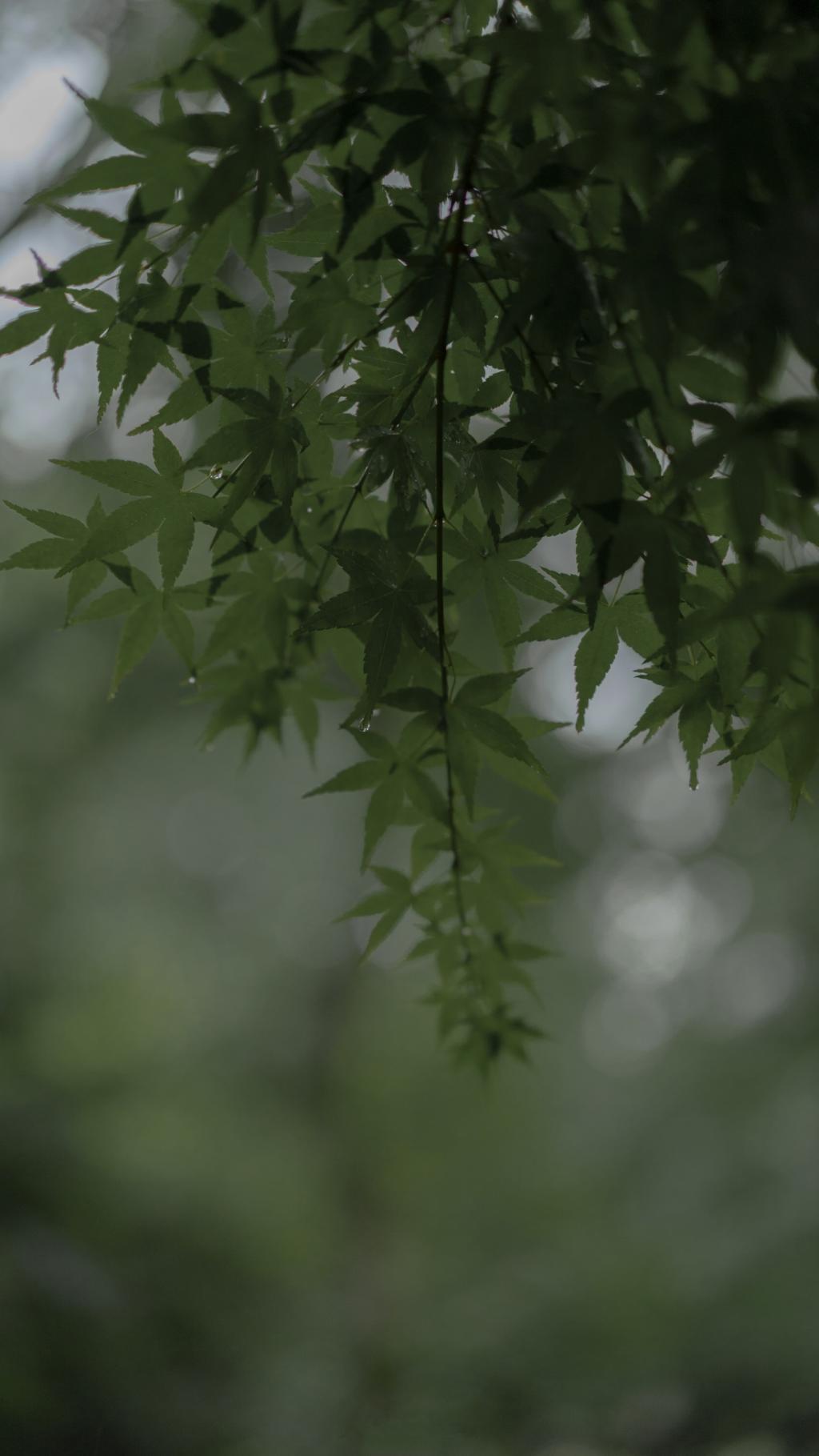 被雨淋湿的翠绿树叶
