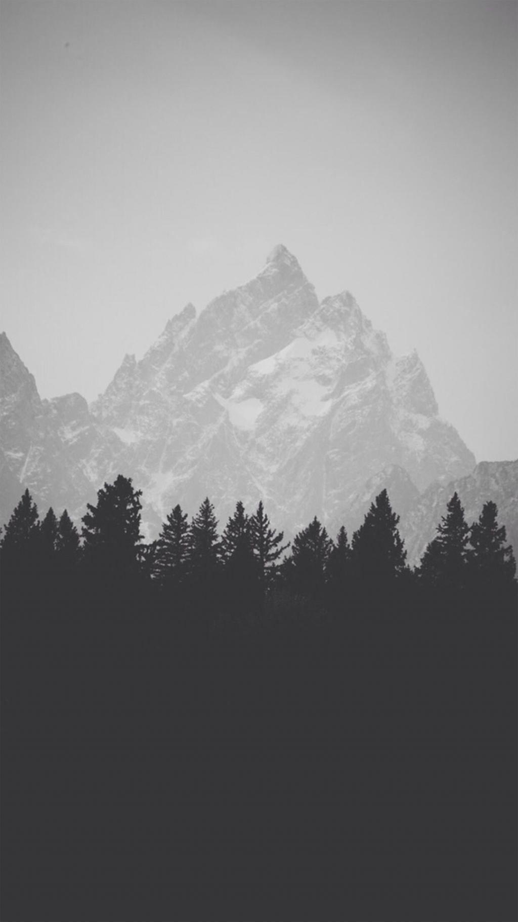 山背后松林黑白iPhone 6+高清壁纸