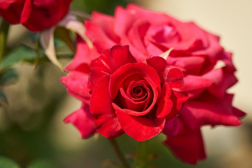 火红的玫瑰花