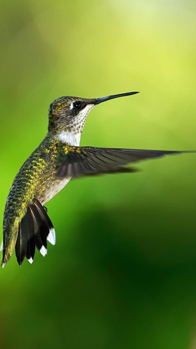 Colibri鸟盘旋绿色iPhone 5壁纸