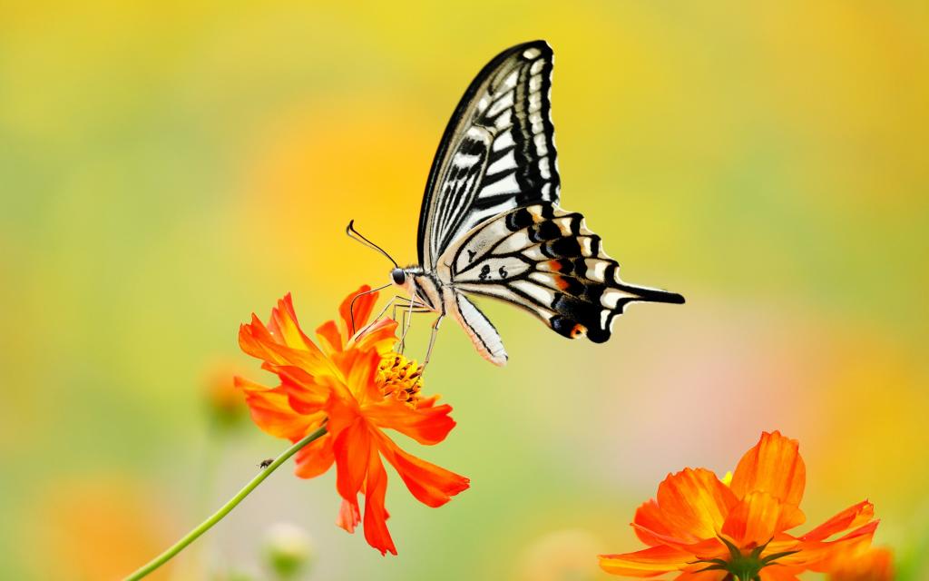 蝴蝶停驻花朵上高清写真