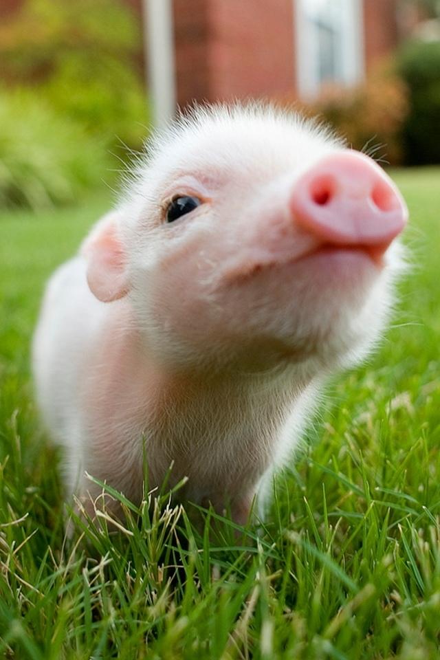 可爱的小猪iPhone壁纸