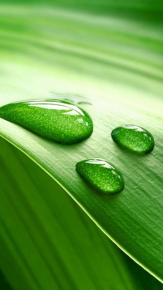 水滴在绿叶上的iPhone 5壁纸