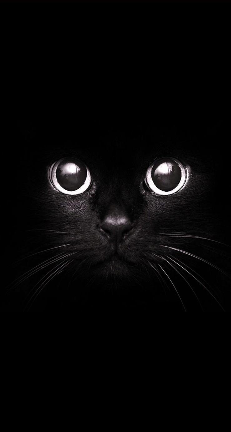 黑猫凝视的眼睛