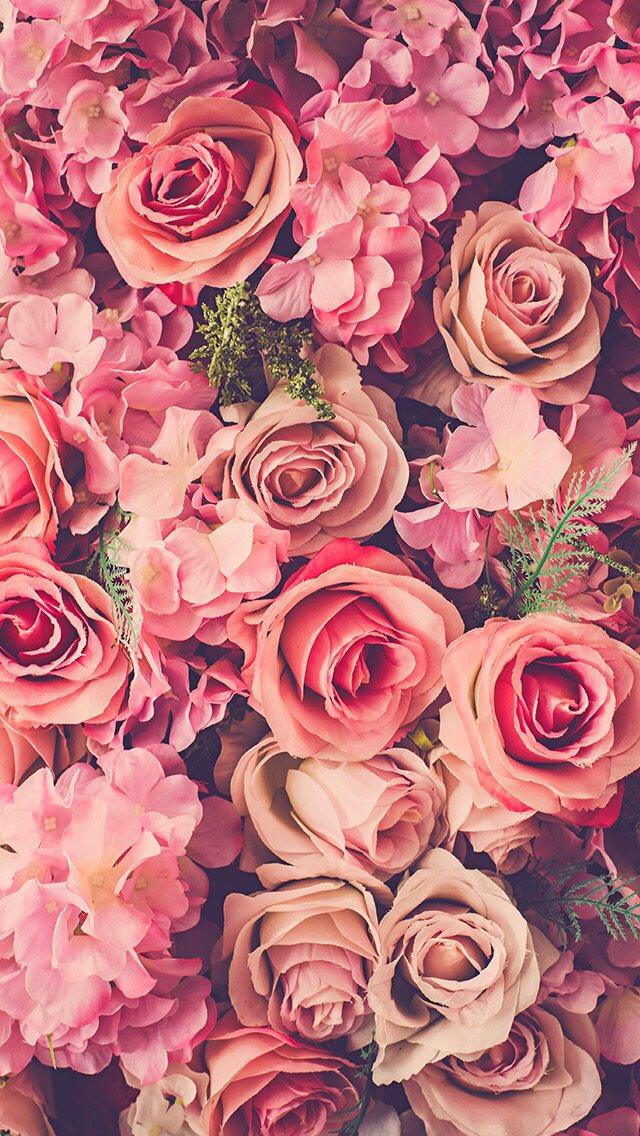 粉红玫瑰花束新鲜的iPhone 5壁纸