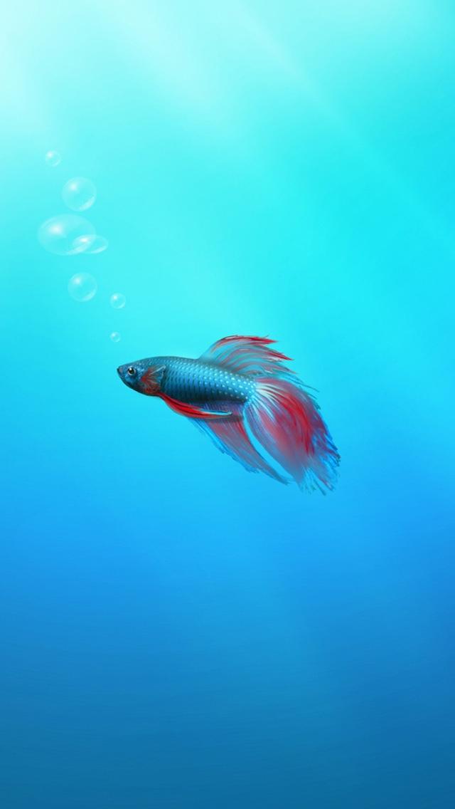 Betta鱼iPhone 5壁纸