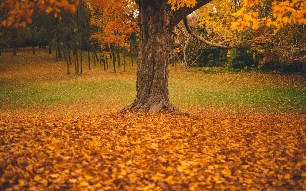 秋天的树Mac壁纸
