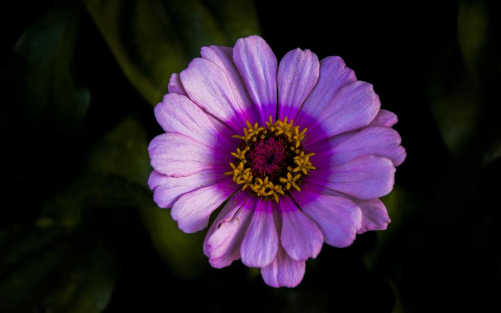 清新秀气唯美紫色花朵