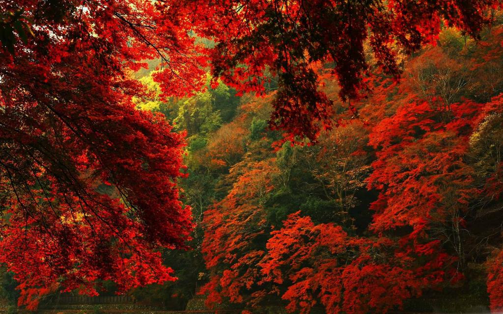 红色和绿色的森林Mac壁纸