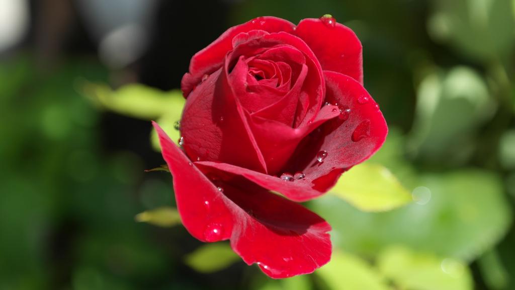 娇嫩艳丽红色玫瑰