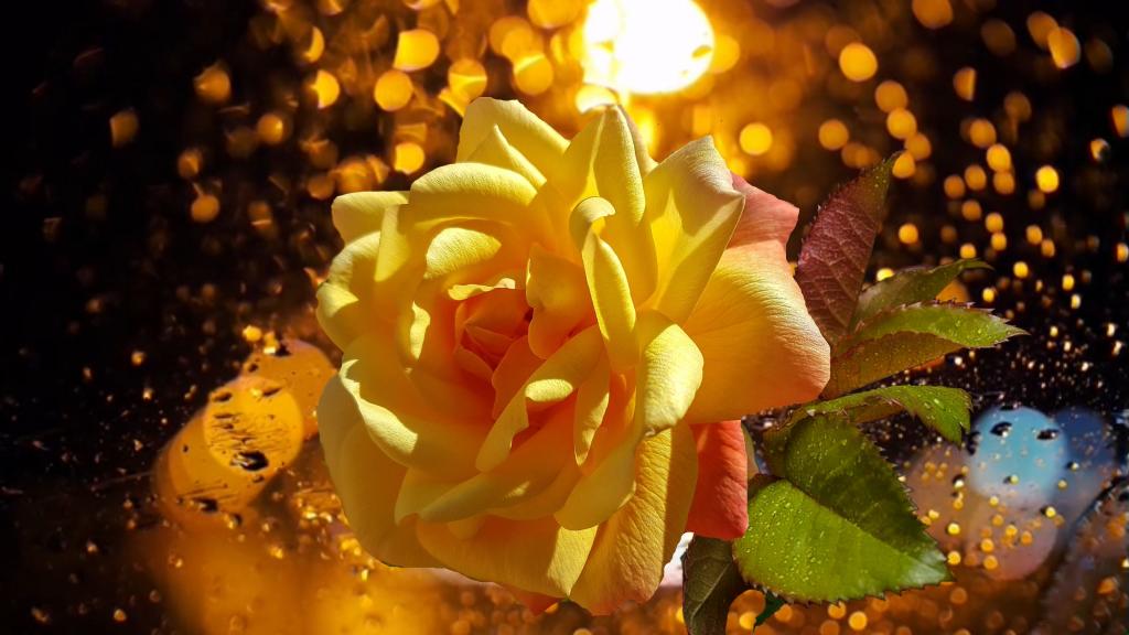优美的黄玫瑰在夜色中悄然盛开