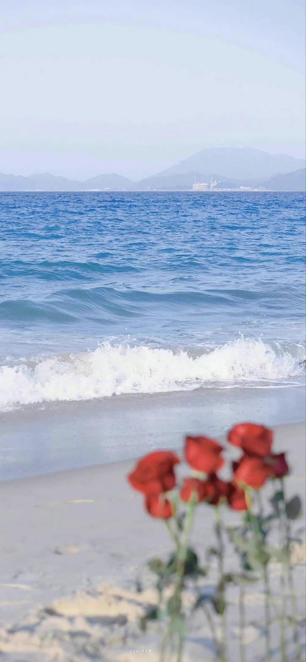 iPhone14海边玫瑰壁纸