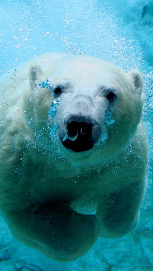 北极熊iPhone 5壁纸