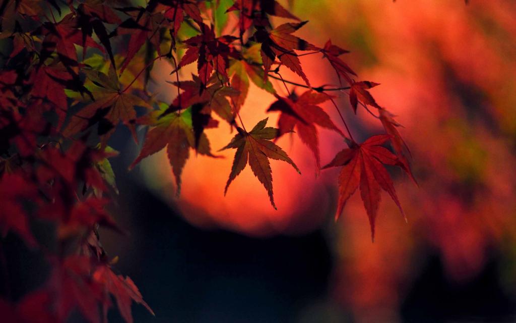 日落红日本枫叶叶Mac壁纸