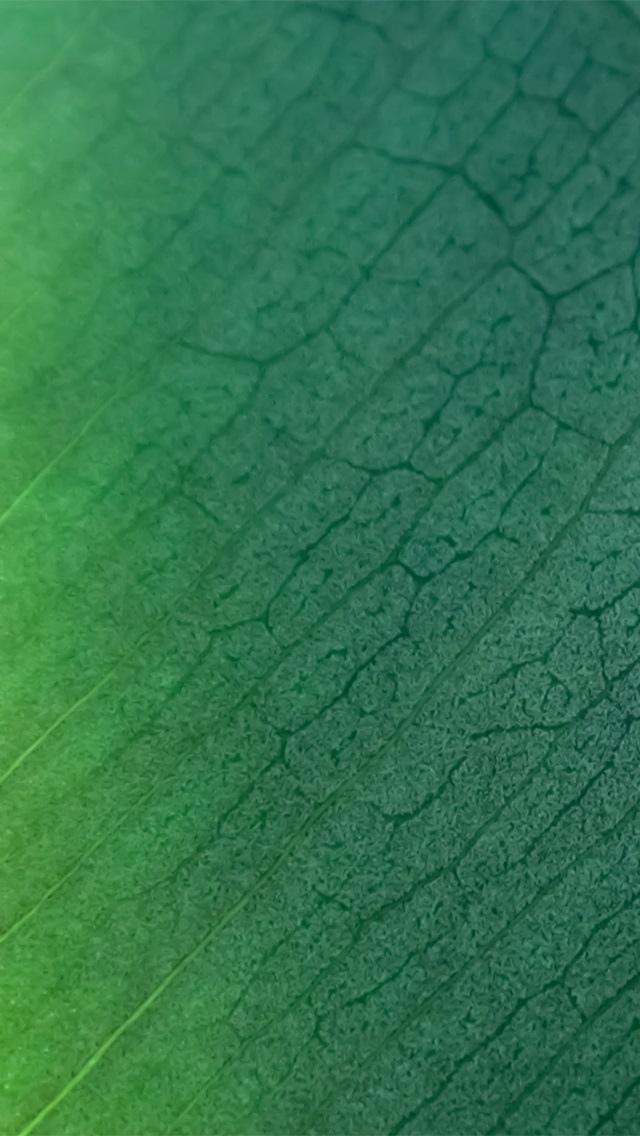 绿叶纹理iPhone 5壁纸